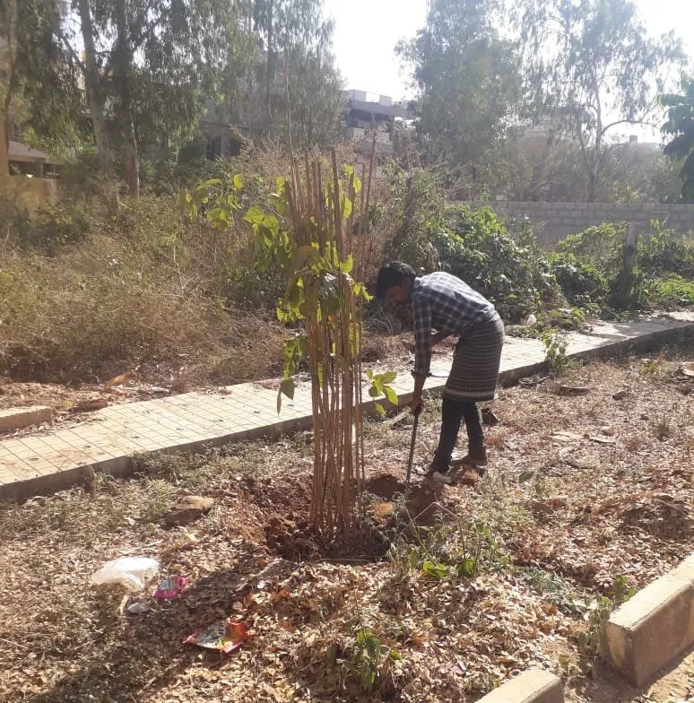 Worker preparing soil around a newly planted tree