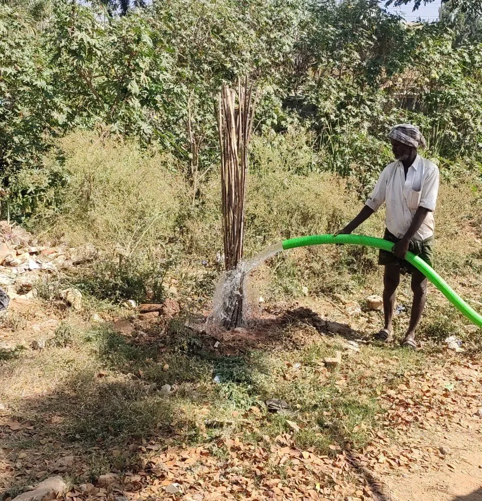 Siddhi Associate worker watering a newly planted sapling from a tanker